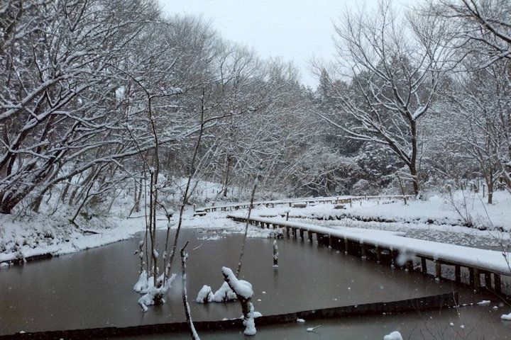 �V�_�̗���i�F